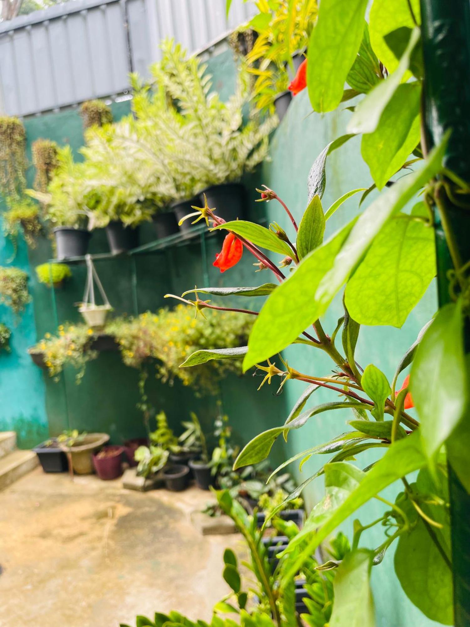 Little Paradise Homestay Ella Exterior photo